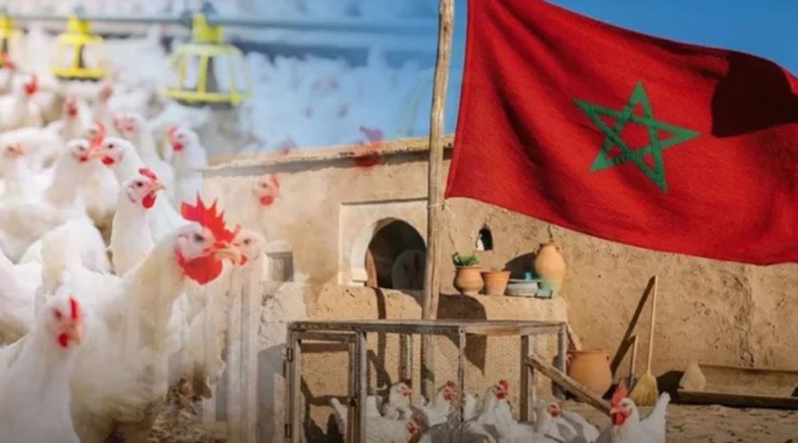 La Fédération avicole marocaine défend les normes sanitaires face aux accusations en ligne